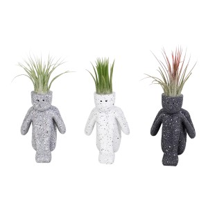 Tillandsien-Arrangement im Keramik-Gefäß in Grau, Weiß und Schwarz mit Tillandsia Ionantha.