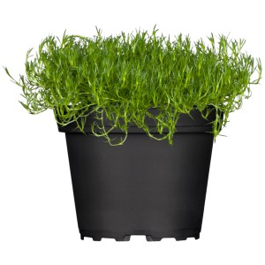 GROW by OBI Sternmoos im Topf, weiße Blüten, ca. 9x9 cm. Bodendecker für Steingärten.