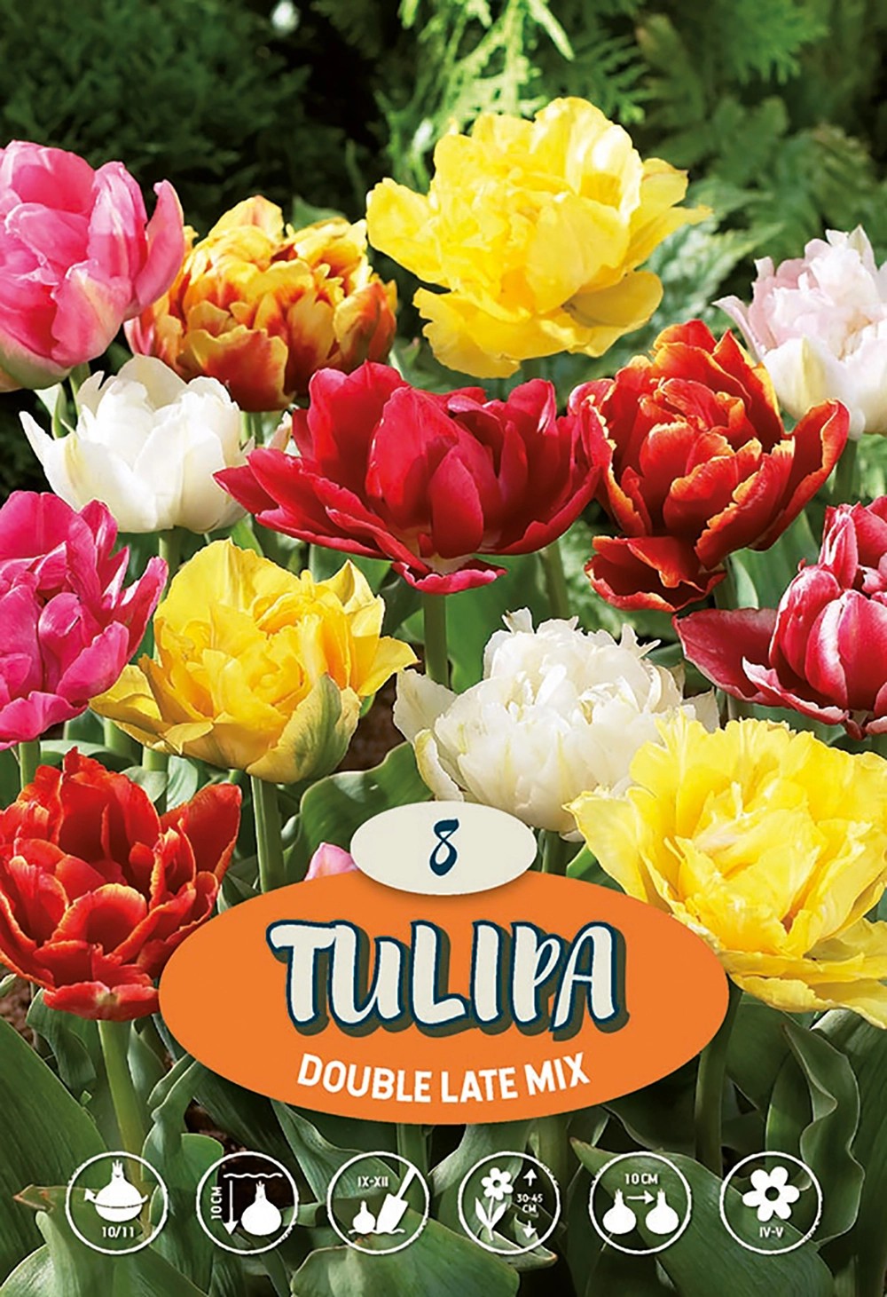 Gefüllte späte Tulpe &amp;quot;Mix&amp;quot; kaufen bei OBI