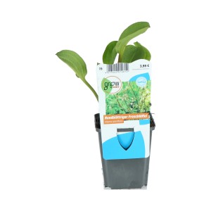 Froschlöffler Rosa Topf-Ø ca. 9 cm Alisma parviflorum