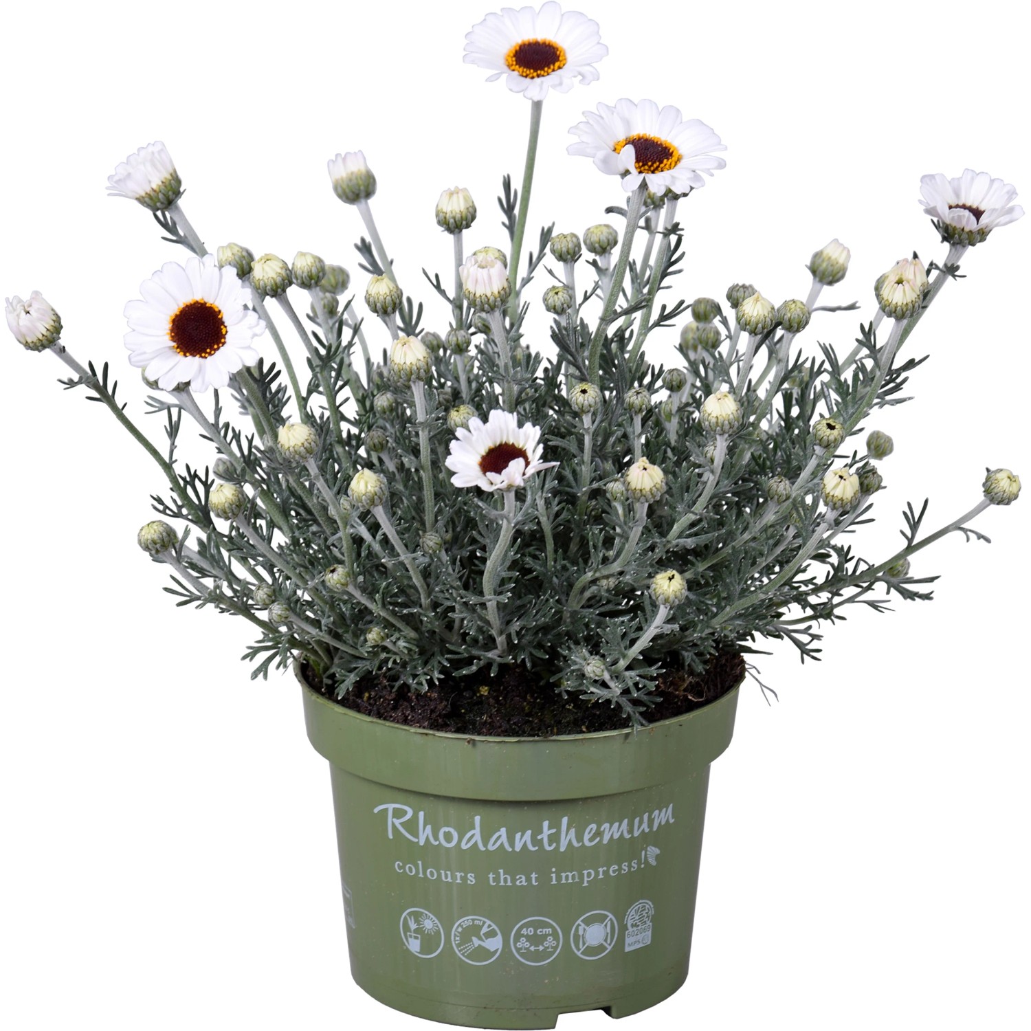 GROW by OBI Marokkanische Margerite "Casablanca" Topf- ca. 13 cm kaufen  bei OBI