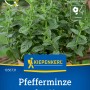 Kiepenkerl Pfefferminze Spearmint Saatgut mit grünen Blättern im Topf.