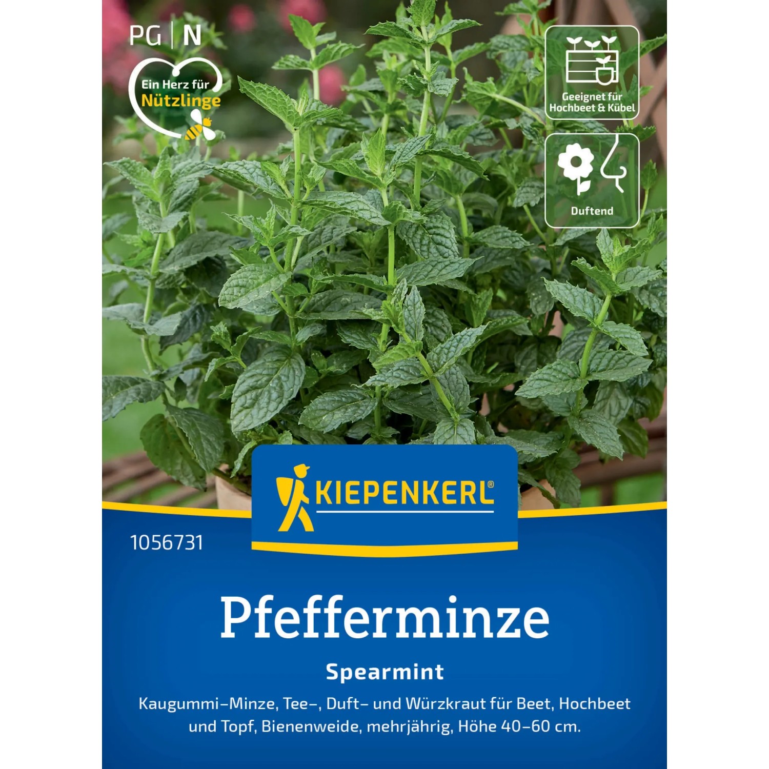 Kiepenkerl Pfefferminze Spearmint Saatgut mit grünen Blättern im Topf.