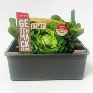 6er Schale GROW by OBI Eisbergsalat Grün (Lactuca sativa) im Anzuchttopf.