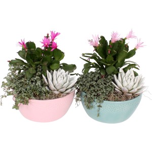 Weihnachtsarrangement mit Weihnachtskaktus, Echeverie und Pellefarn in rosa und türkis Keramiktopf.