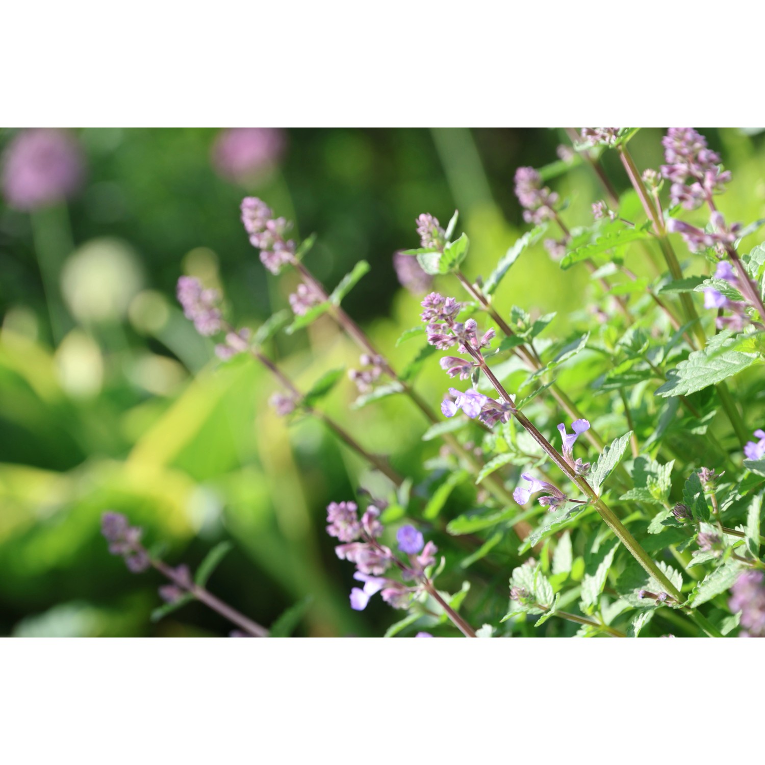 Blühende GROW by OBI Katzenminze mit blau-violetten Blüten im Topf.