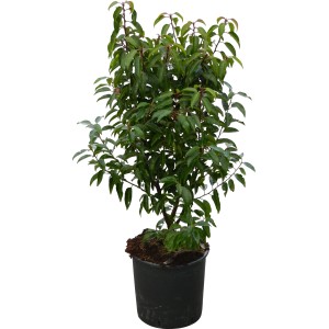 OBI Portugiesischer Kirschlorbeer "Angustifolia" Höhe ca.70 cm Topf 10 l Prunus
