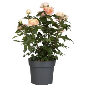 Rosa Beetrose im Topf, ca. 100-120cm hoch, zarte rosa Blüten. Ideal für Beet und Kübel.