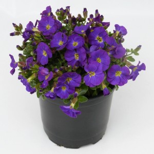 Blaukissen (Aubrieta gracilis) im Topf, ca. 23 cm hoch, mit violetten Blüten.