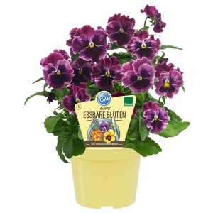 Blu Bio-Stiefmütterchen mit essbaren, violetten Blüten im Topf (Ø 12cm).