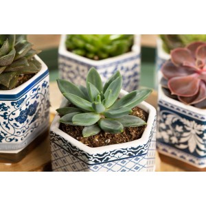 Agaven-Echeverie im Topf, ca. 10 cm hoch. Sukkulente mit grünen Blättern in blau-weiß gemusterten Töpfen.