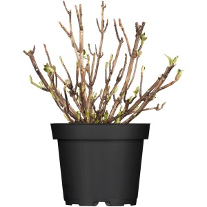 Hortensie Beauty of Boskoop Rot Höhe ca. 30 cm Topf 5 l Hydrangea macrophylla