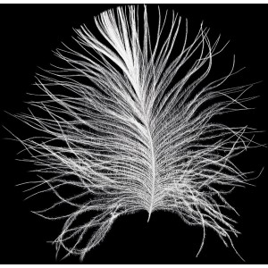 Komar Wandbild Feder Schwarz, 50x70 cm. Detailaufnahme einer weißen Feder auf schwarzem Hintergrund.