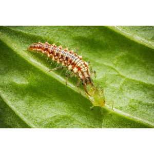 Florfliegenlarve frisst Blattlaus auf einem grünen Blatt. Biohelp Nützlinge zur Schädlingsbekämpfung.