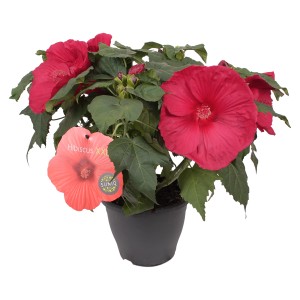 Hibiskus (Hibiscus moscheutos) mit roten Blüten im Topf, ca. 60 cm hoch.