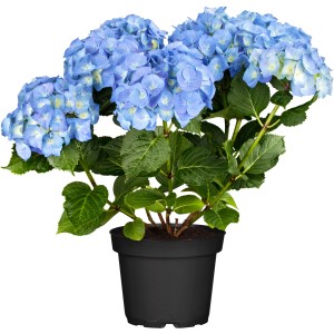 Bauernhortensie "Blue Ballad" Höhe ca. 30 - 40 cm Topf ca. 5 l Hydrangea