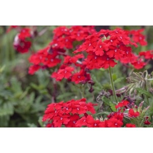 Rote Verbene (Verbena hybride) im Topf, eine attraktive Stehpflanze für Balkon und Garten.