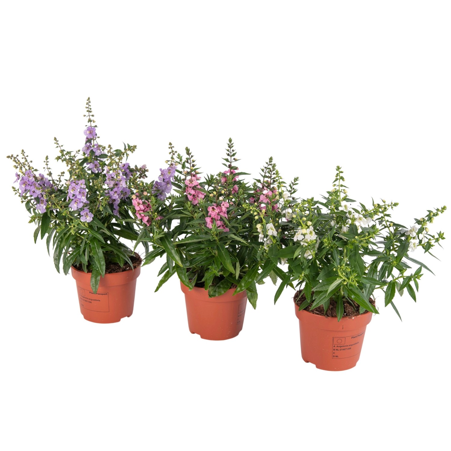 Engelsgesicht Höhe ca. 25 35 cm TopfØ ca. 12 cm Angelonia Serena