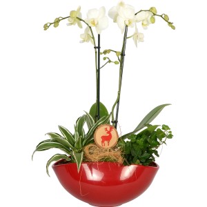 Weihnachtsarrangement mit Orchidee Topf-Ø ca. 25 cm