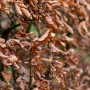 Hainbuche (Carpinus betulus) Set mit braunen Blättern, ideal für Hecken.