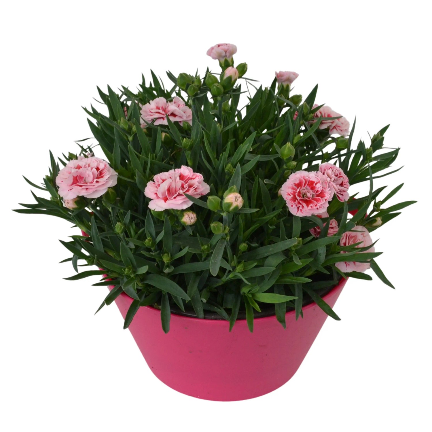 GROW by OBI Gartennelke Rosa-Weiß Topf-Ø ca. 19 cm Dianthus caryophyllus kaufen bei OBI