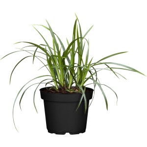 GROW by OBI Segge "Green Wonder" Dunkelgrün Topf-Ø ca.14 cm Carex oshimensis
