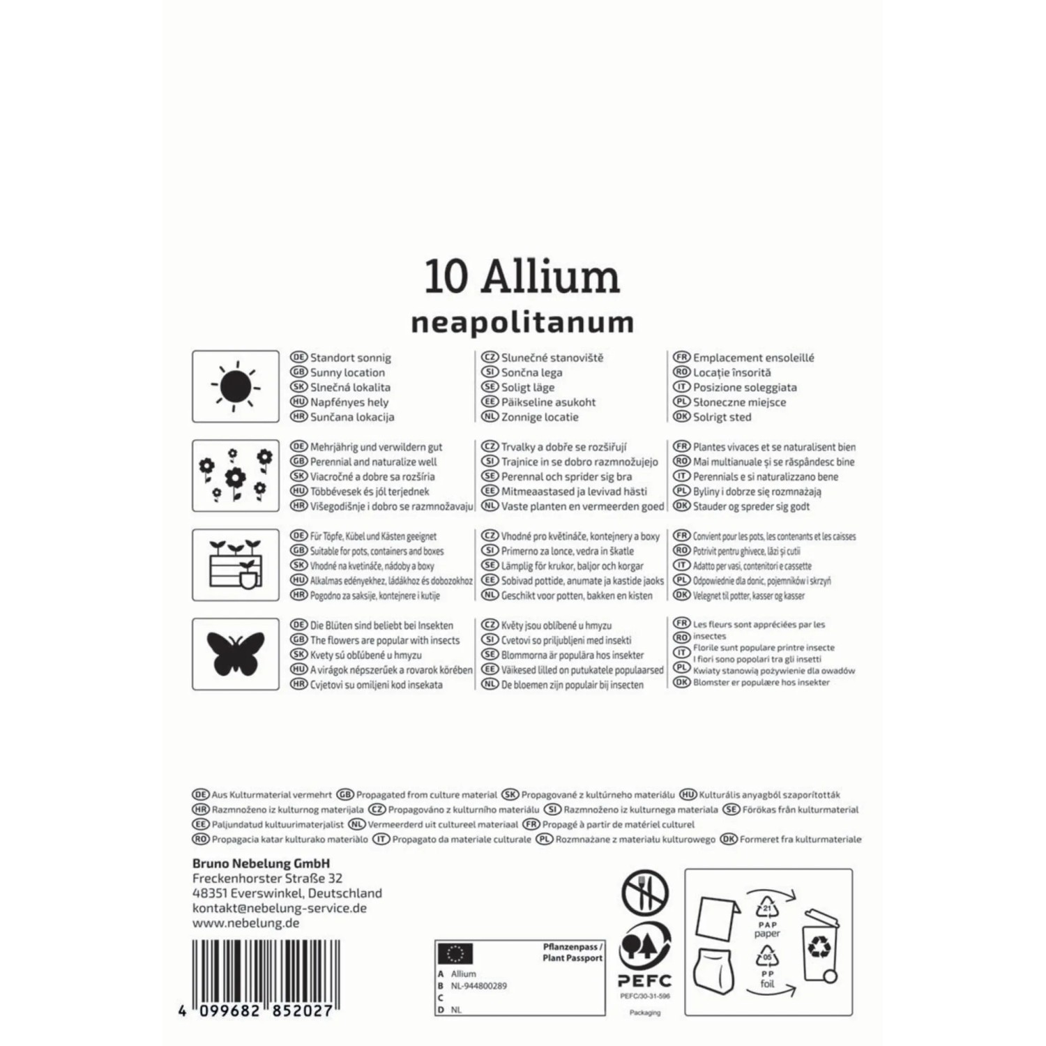 Kiepenkerl Zierlauch 'A. neapolitanum', 10 Stück Blumenzwiebeln in Verpackung.