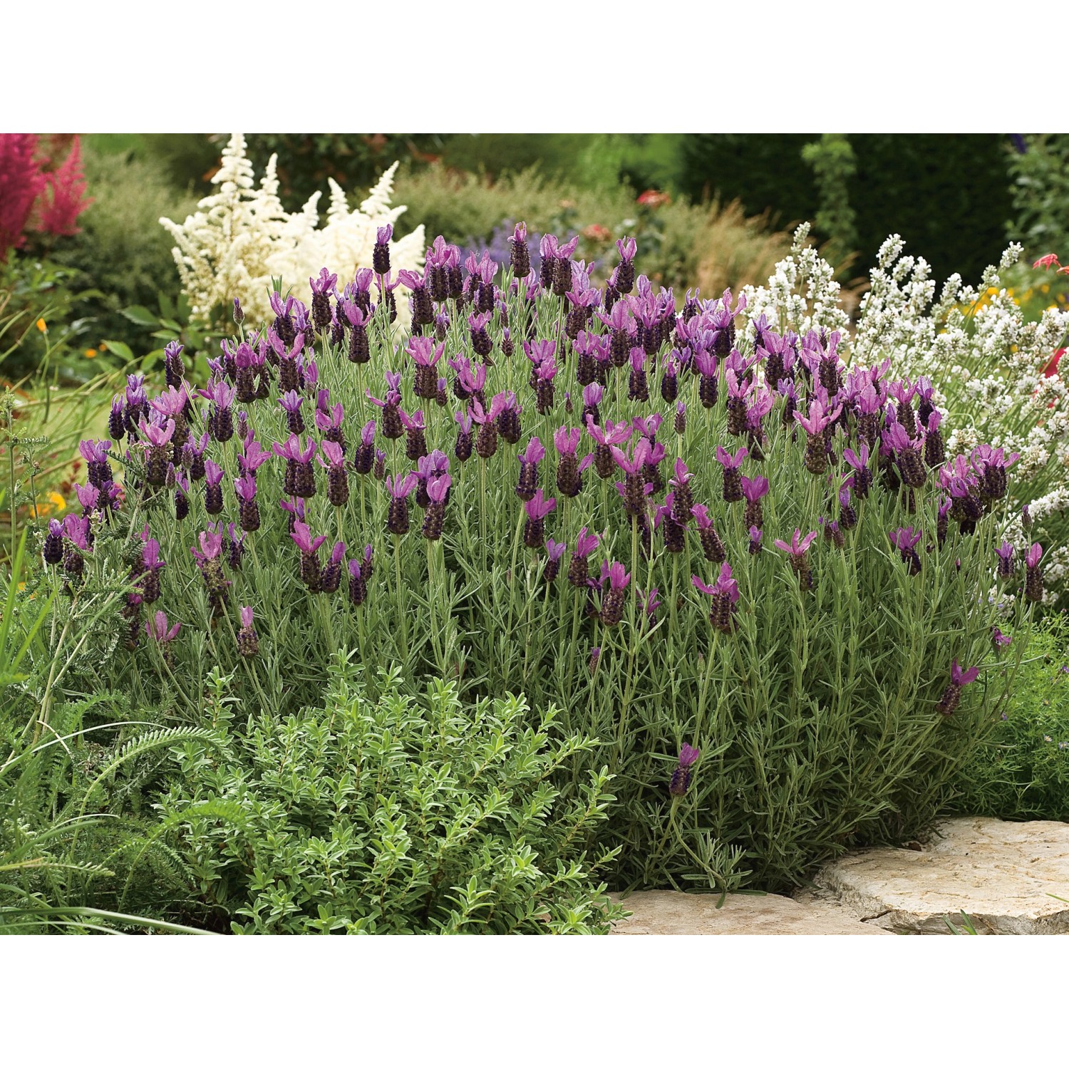 Buschiger Schopflavendel Anouk Dark Purple im Gartenbeet mit dunkelvioletten Blüten.