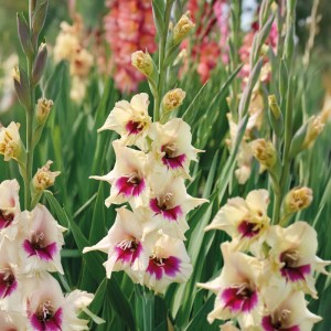 Cremefarbene Gladiole Amber Mistique mit rosa Akzenten, eine elegante Blumenzwiebel für Beet und Kübel.