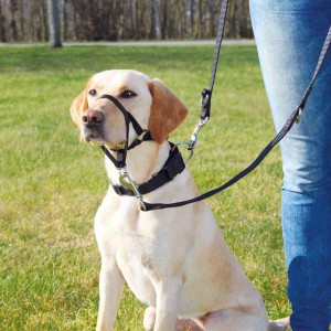 Heller Labrador mit schwarzem Trixie Ausbildungsgeschirr Top Trainer XL für Hunde.