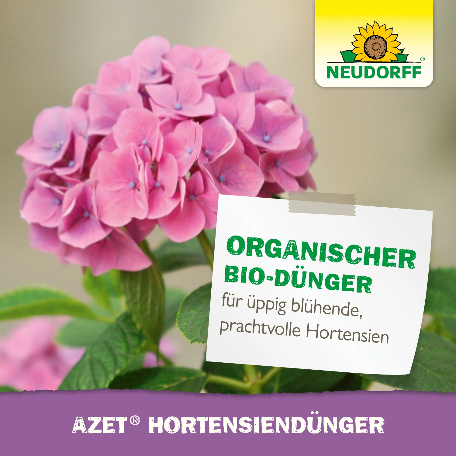 Neudorff Hortensien Dünger Azet 1l mit rosa Hortensie im Hintergrund.