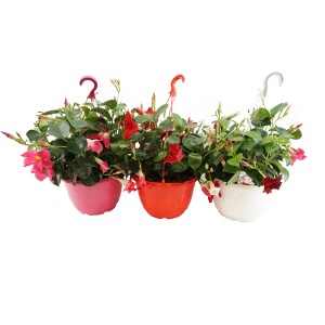 GROW by OBI Dipladenia Busch-Ampel, verschiedene Farben, Ø 25 cm.