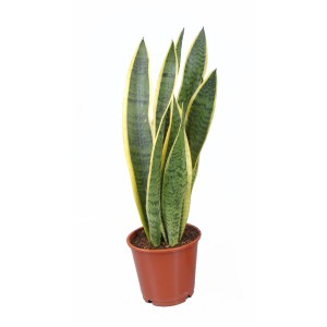 Bogenhanf Sansevieria im braunen Topf, ca. 10,5 cm Topf-Ø, grüne Zimmerpflanze.