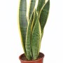 Bogenhanf Sansevieria im braunen Topf, ca. 10,5 cm Topf-Ø, grüne Zimmerpflanze.