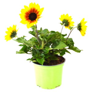 GROW by OBI Stauden-Sonnenblume im Topf, gelbe Blüten mit dunkler Mitte, ca. 25 cm hoch.