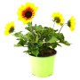 GROW by OBI Stauden-Sonnenblume im Topf, gelbe Blüten mit dunkler Mitte, ca. 25 cm hoch.
