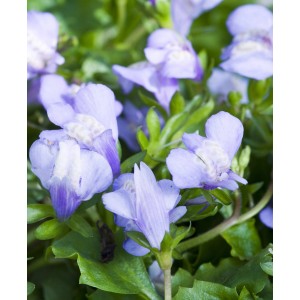 Lippenmäulchen Blau (Mazus reptans) im 9 cm Topf, eine teppichbildende Teichpflanze.