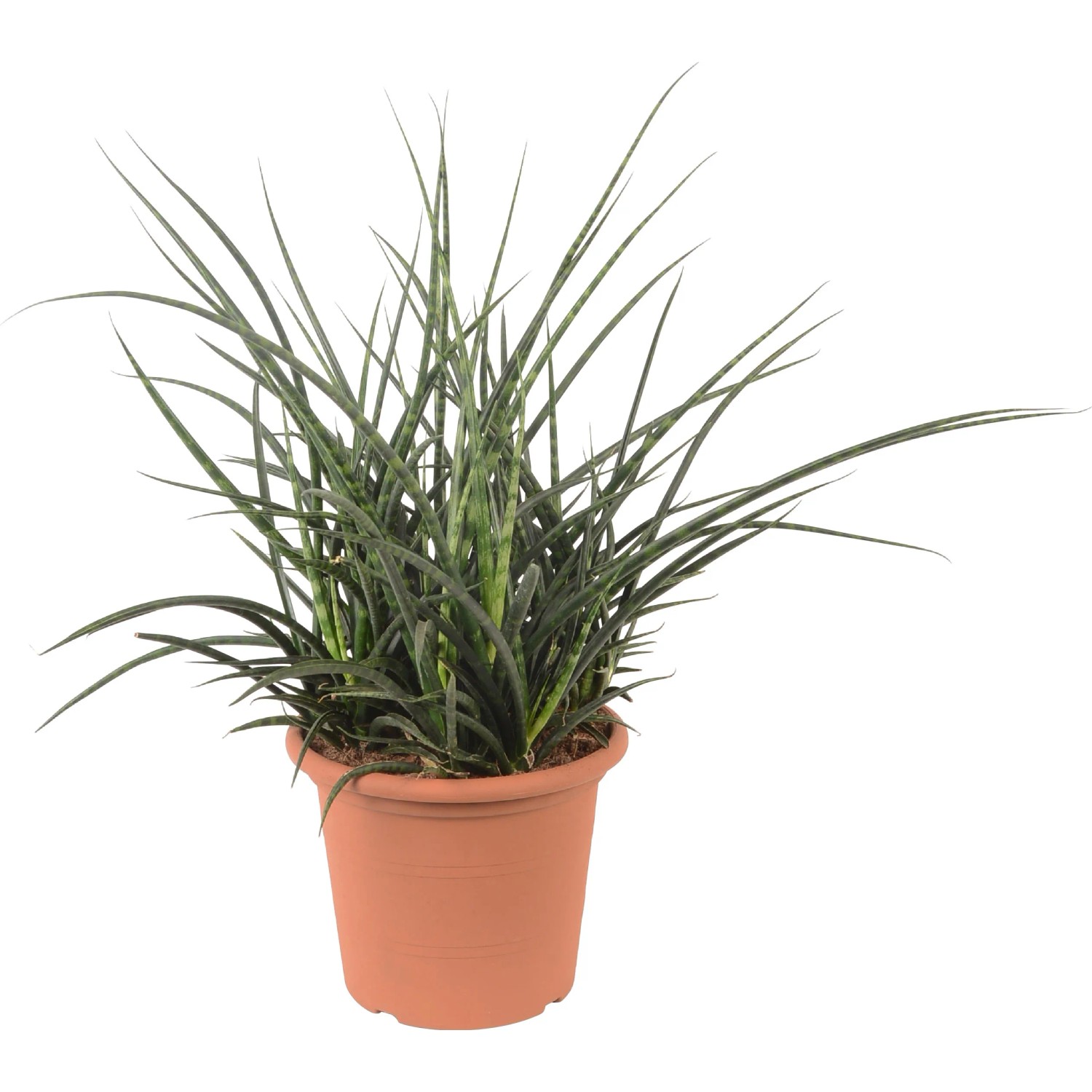 aloe vera pflanze licht Tipps zur Pflege deiner Pflanze : Aloe arborescens – PflanzenFuerAlle main image 1