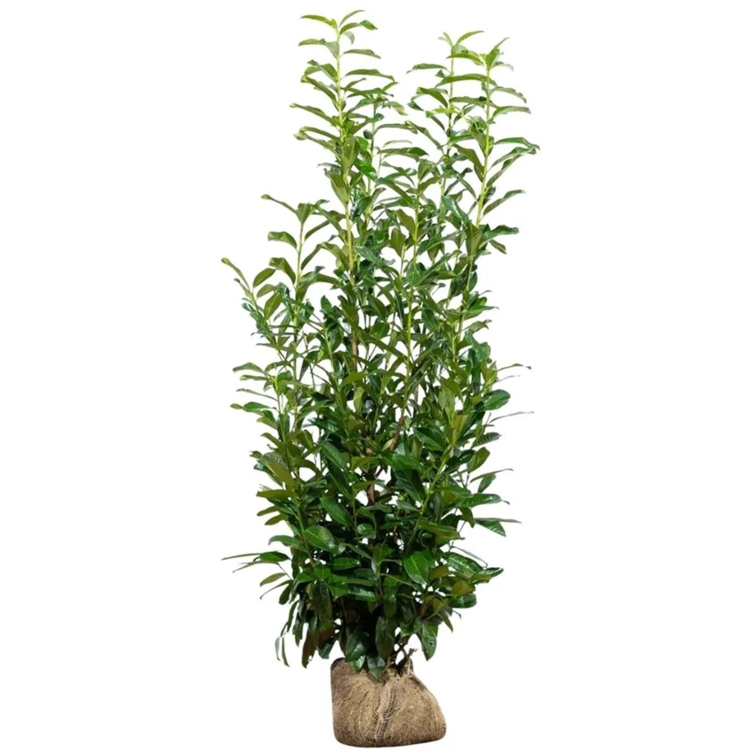 Kirschlorbeer "Genolia" Set  10 Stck Hhe ca. 125 - 150 cm Prunus  laurocerasus kaufen bei OBI