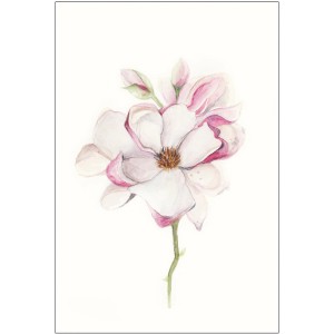 Wandbild: Zarte Magnolia Blossom (30x40 cm). Elegantes Bild für Wohnraumgestaltung.