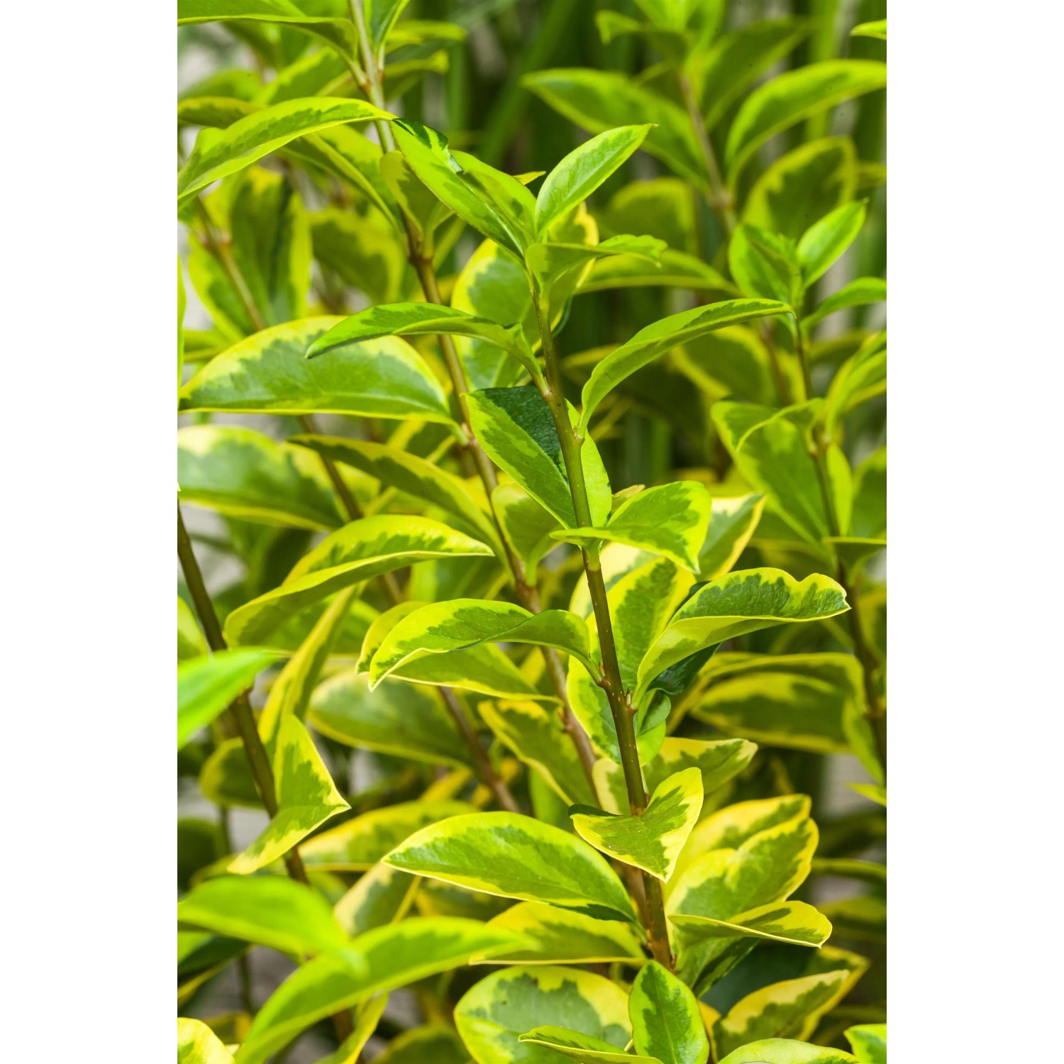 GROW by OBI Gold-Liguster "Aureum" Hhe ca. 125 - 150 cm Topf ca. 18 l  Ligustrum kaufen bei OBI