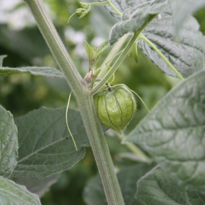 Blu Andenbeere im Topf (ca. 12 cm): Grüne, lampionartige Frucht am Stiel mit Blättern.
