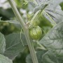 Blu Andenbeere im Topf (ca. 12 cm): Grüne, lampionartige Frucht am Stiel mit Blättern.