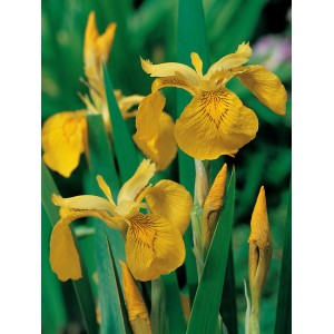 Gelbe Sumpf-Schwertlilie (Iris pseudacorus) im Topf, ideal für Gartenteiche und Feuchtgebiete.