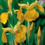 Gelbe Sumpf-Schwertlilie (Iris pseudacorus) im Topf, ideal für Gartenteiche und Feuchtgebiete.