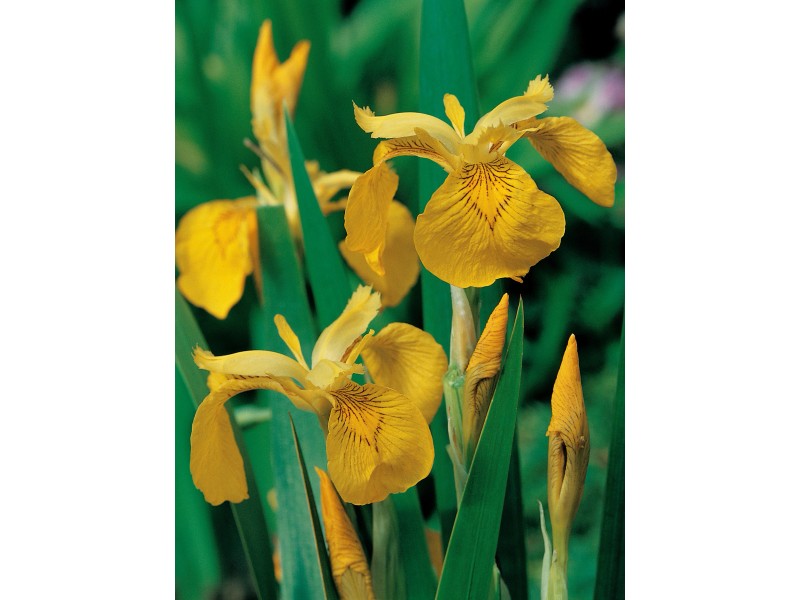 Sumpfschwertlilie Gelb TopfØ ca. 9 cm Iris pseudacorus kaufen bei OBI
