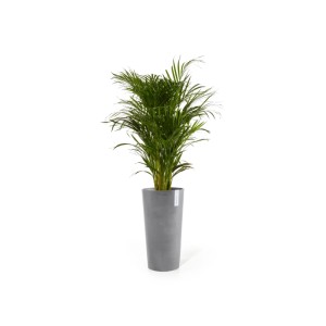 Ecopots Pflanztopf Amsterdam Hoch, grau, 76cm, mit Grünpflanze, für Innen- und Außenbereich.