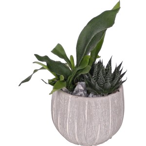 Grünpflanzen-Arrangement im Topf (Ø 13cm) mit Haworthie, Geweihfarn und Deko-Steinen.
