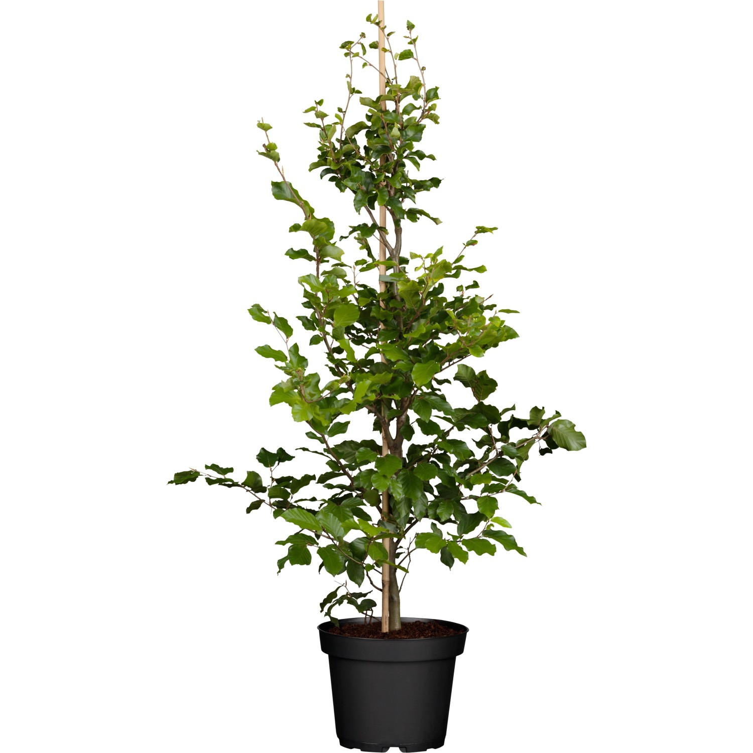 red robin glanzmispel hecke Glanzmispel 'Red Robin' kaufen – rote Hecke