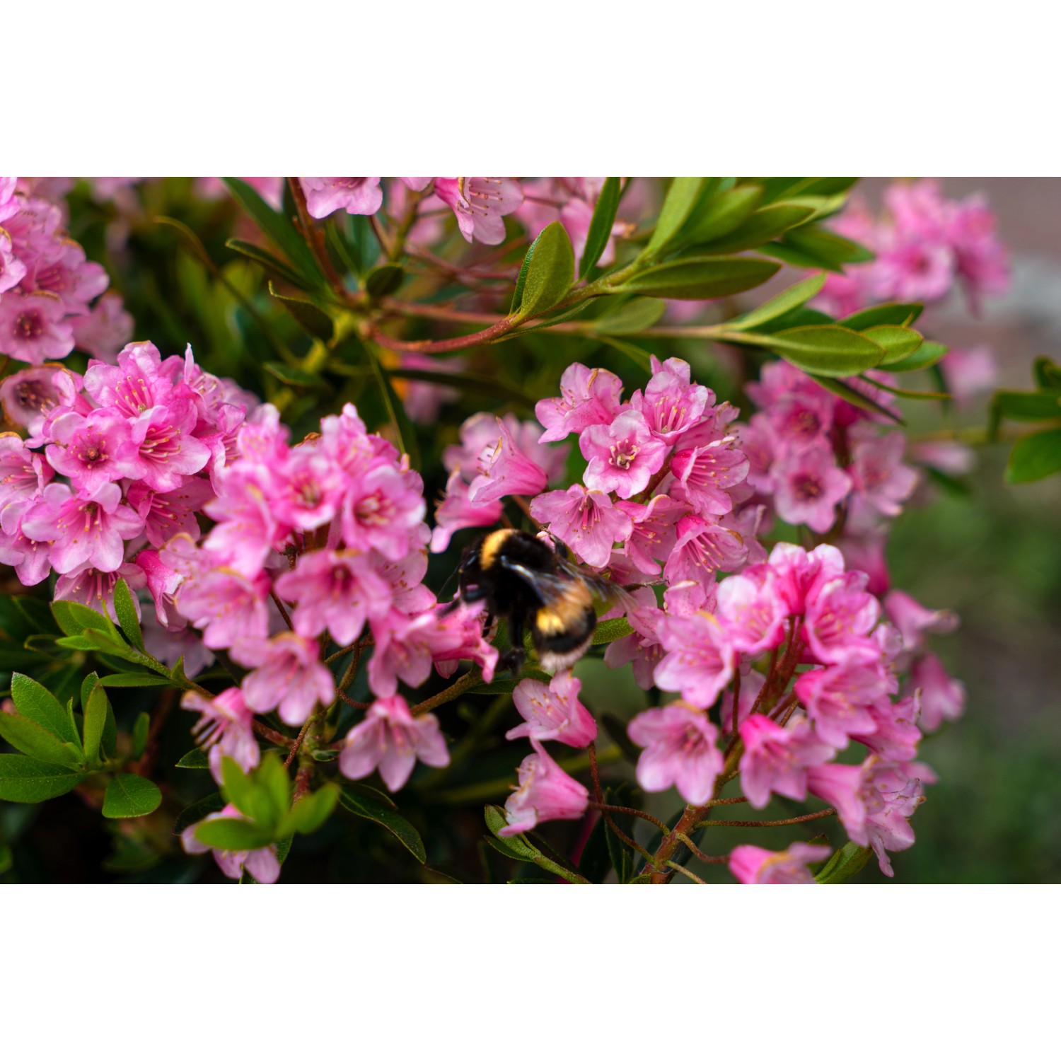 substrat rhododendron Torffreie NeudoHum Rhododendron & Hortensien Erde – Für starke Blüten –  Neudorff Shop
